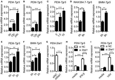 Metabolite-Sensing G Protein Coupled Receptor <mark class="highlighted">TGR5</mark> Protects Host From Viral Infection Through Amplifying Type I Interferon Responses